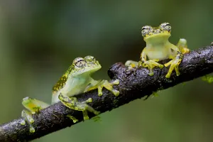 Two Yellow-flecked glass frogs / White-spotted cochran frogs (Sachatamia albomaculata Two Yellow-flecked glass frogs / White-spotted cochran frogs (Sachatamia albomaculata