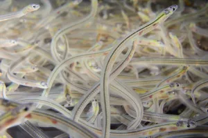 Young European eel (Anguilla anguilla) elvers, or glass eels, caught during their Young European eel (Anguilla anguilla) elvers, or glass eels, caught during their