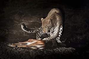 Young male Leopard (Panthera pardus) playing with kill after successfully hunting Young male Leopard (Panthera pardus) playing with kill after successfully hunting