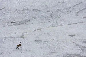 Young male Red deer (Cervus elaphus) walking on snow field to get rid of flies Young male Red deer (Cervus elaphus) walking on snow field to get rid of flies