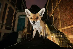 Young urban Red fox (Vulpes vulpes) standing on a wall at night. Bristol, UK, September Young urban Red fox (Vulpes vulpes) standing on a wall at night. Bristol, UK, September