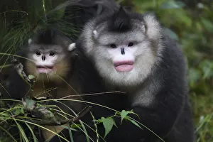 Yunnan snub-nosed monkeys (Rhinopithecus bieti) adult and young, Ta Cheng Nature reserve Yunnan snub-nosed monkeys (Rhinopithecus bieti) adult and young, Ta Cheng Nature reserve