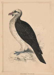 'Bearded Vulture', (Gypaetus barbatus), c1850, (1856). Artist: Unknown 'Bearded Vulture', (Gypaetus barbatus), c1850, (1856). Artist: Unknown