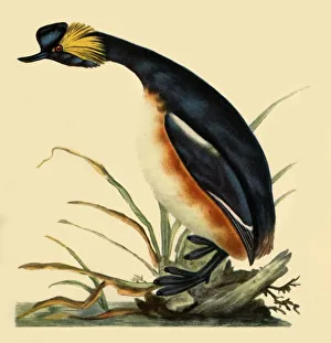'Black-Necked Grebe', c1795, (1942). Creator: Edward Donovan 'Black-Necked Grebe', c1795, (1942). Creator: Edward Donovan