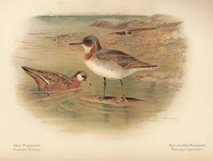 'Grey Phalarope (Phalaropus fulicarius), Red-Necker Phalarope (Phalaropus hyperboreus 'Grey Phalarope (Phalaropus fulicarius), Red-Necker Phalarope (Phalaropus hyperboreus