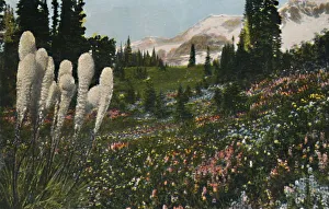 'Indian Basket Grass growing in Mount Rainier National Park', c1916. Artist: Asahel Curtis 'Indian Basket Grass growing in Mount Rainier National Park', c1916. Artist: Asahel Curtis