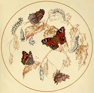 'Peacock, Smalll Tortoiseshell and Comma Butterflies...', c1930s, (1945). Creator: Vere Temple 'Peacock, Smalll Tortoiseshell and Comma Butterflies...', c1930s, (1945). Creator: Vere Temple