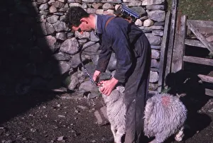 Sheep Farmer giving worm treatment to Ewe, English Lake District, c1960. Artist: CM Dixon Sheep Farmer giving worm treatment to Ewe, English Lake District, c1960. Artist: CM Dixon