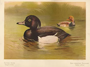 'Tufted Duck (Fuligata cristata), Red-Crested Pochard (Netta rufina)', 1900, (1900). Artist: Charles Whymper 'Tufted Duck (Fuligata cristata), Red-Crested Pochard (Netta rufina)', 1900, (1900). Artist: Charles Whymper