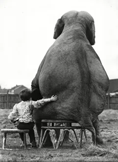 Best of friends - little boy with elephant Best of friends - little boy with elephant