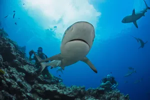 Gray Reef Sharks (Carcharhinus Amblyrhynchos) And Divers At A Dive Site Named Vertigo Gray Reef Sharks (Carcharhinus Amblyrhynchos) And Divers At A Dive Site Named Vertigo