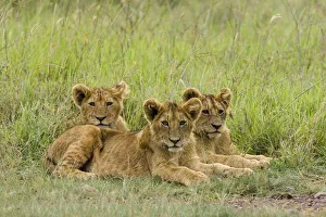 African Lion (Panthera leo) three cubs laying in the grass, Ngorongoro Conservation Area African Lion (Panthera leo) three cubs laying in the grass, Ngorongoro Conservation Area