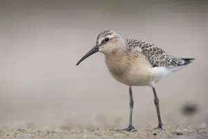 Curlew Sandpiper (Calidris ferruginea) foraging, Mecklenburg-Western Pomerania, Germany Curlew Sandpiper (Calidris ferruginea) foraging, Mecklenburg-Western Pomerania, Germany