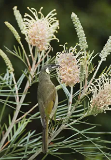Lewin's Honeyeater (Meliphaga lewinii) feeding on Grevillea (Grevillea sp) flower nectar Lewin's Honeyeater (Meliphaga lewinii) feeding on Grevillea (Grevillea sp) flower nectar