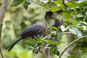 Purple Crested Turaco Purple Crested Turaco