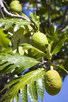 breadfruit, artocarpus altilis breadfruit, artocarpus altilis