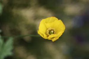 Poppy, Californian poppy, Eschsclolzia califonica, Open yellow flower head showing stigma Poppy, Californian poppy, Eschsclolzia califonica, Open yellow flower head showing stigma