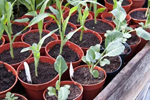 Young vegetable plants in pots growing under cover in a greenhouse Young vegetable plants in pots growing under cover in a greenhouse